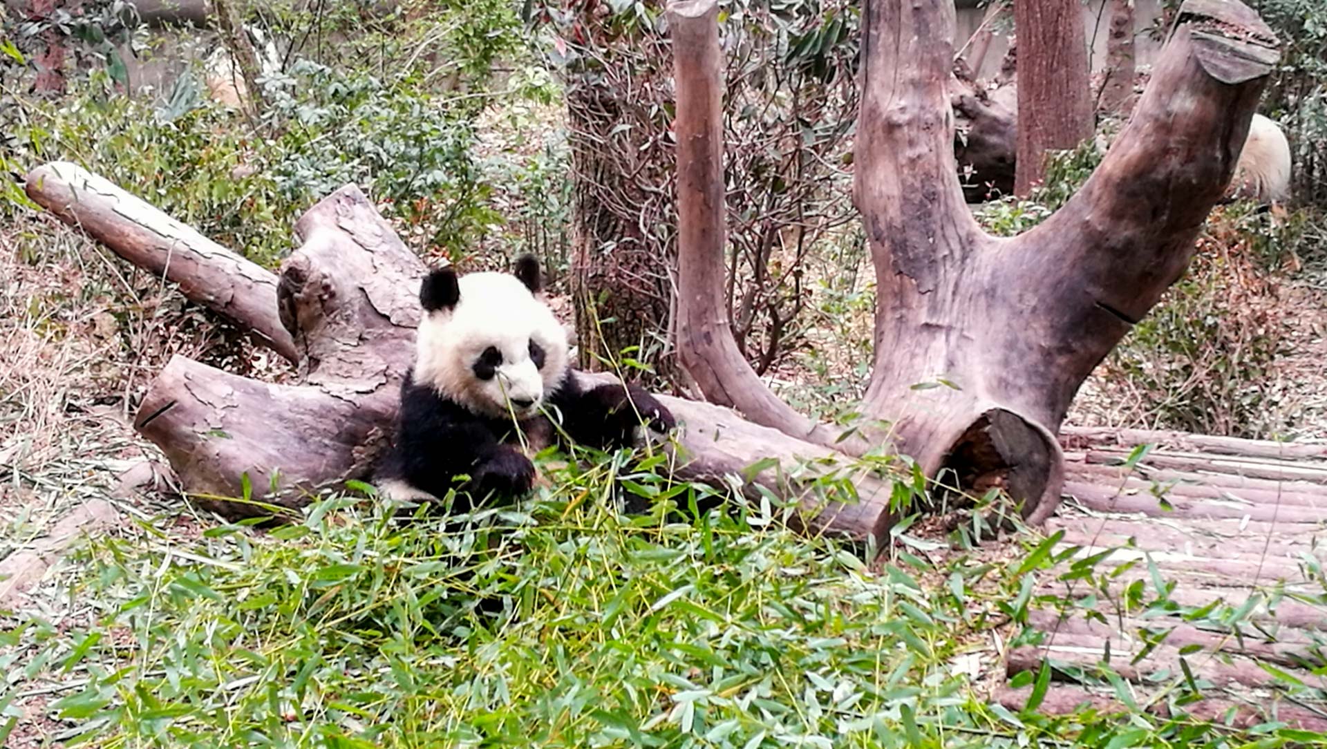 Ein panda sit i graset og eter